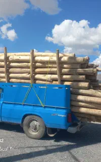 خرید انواع درخت برش چوب در آوردن ریشه کته مو