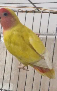 طوطی کوتوله زرد صورت هلویی نر بالغ
