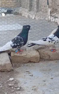 پرنده