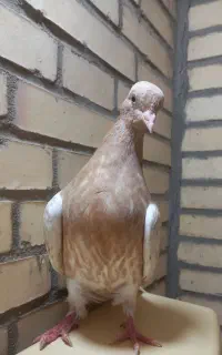 جوجه کفتر کله زرد کاکلی.