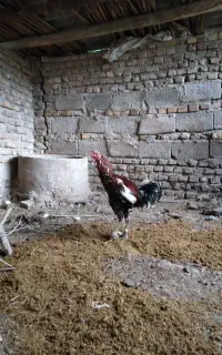 لاری
