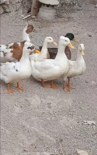 اردک کاکولی و ساده