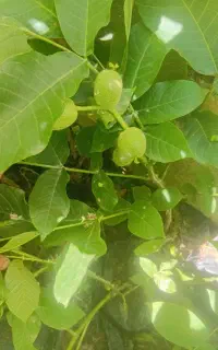 گردو خوشه ای