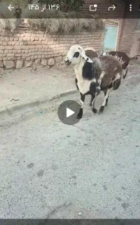 شیشک قوچ پلنگی بروجردی  کله سفید