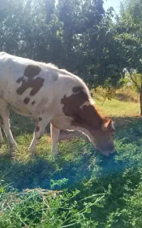 گوساله ماده 7ماهه