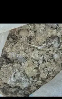 کود کفتر