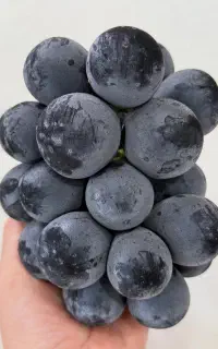 فروش اصلاح کننده های خاک