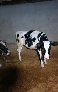 تلیسه ماده