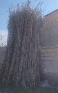 نی فروشی