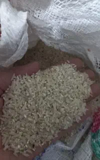 لاشه دمسیاه
