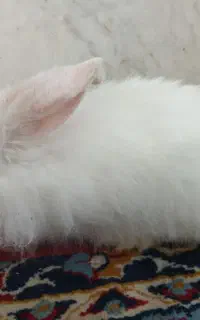 خرگوش