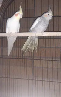 عروس هلندی