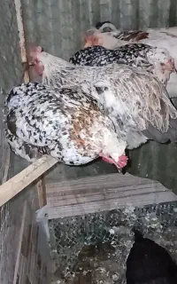 تعدادی مرغ وجوجه
