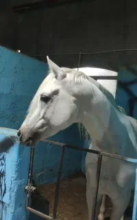 اسب عرب دوسر