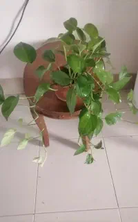 گل پتوس سبز و گل دیفن(ارسال به نقاط کازرون)