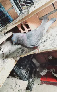 کبوتر یا کفتر