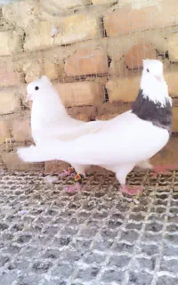 نروماده طوقی