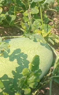 هندوانه اولین چین