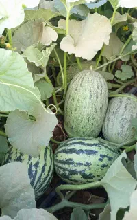 فروش خربزه محلی