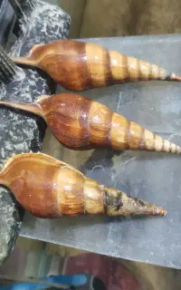 صدف گوش ماهی دکوراسیونی