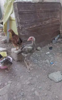مرغ لاری