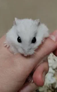 ۲ عدد همستر نر به همراه وسایل