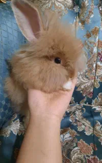 خرگوش نژاد لپ