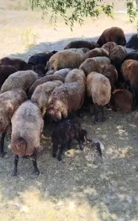 گوسفندمعاوضه با پژو ۲۰۶