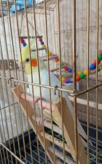 عروس هلندی
