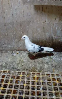 12تا