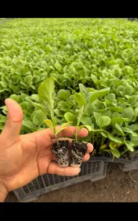 نشا بادمجان ارلن گالین فلفل تند میناکش