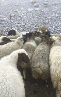 میش