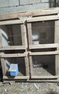 یک عدد جفت کن با در محکم مخصوص کبوتر