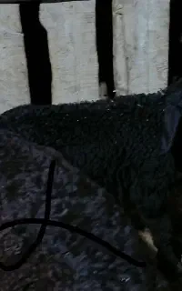 گوسفند.بره