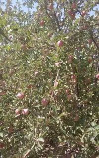 سیب درختی لبنانی