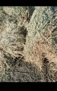 علوفه یونجه و خشع