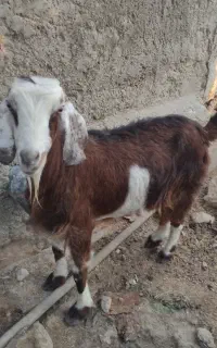 بُز برا قصابی