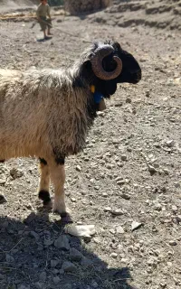 قوچ بختیاری