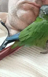 پرنده گمشده