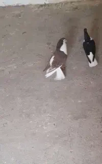 میخام بفروشم چخت ندارم