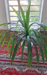گل ذرتی و پاندانوس