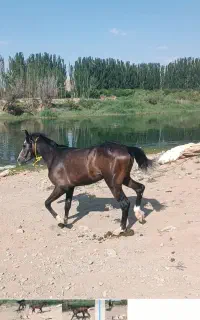 اسب کورد دای
