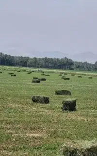 فروش یونجه شبدر ماش علف