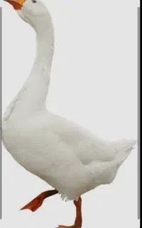 یک جفت قوغاز نر ماده