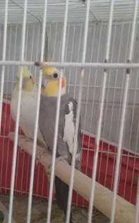جفت عروس هلندی