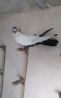دم سیاه ۴۰سانتی
