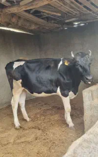 فروش گاو و گوساله