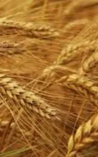 بذر گندم رقم کوهدشت