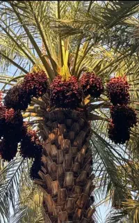 خرما های درجه یک قیمت مناسب