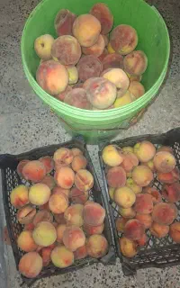 هلوی ابدار